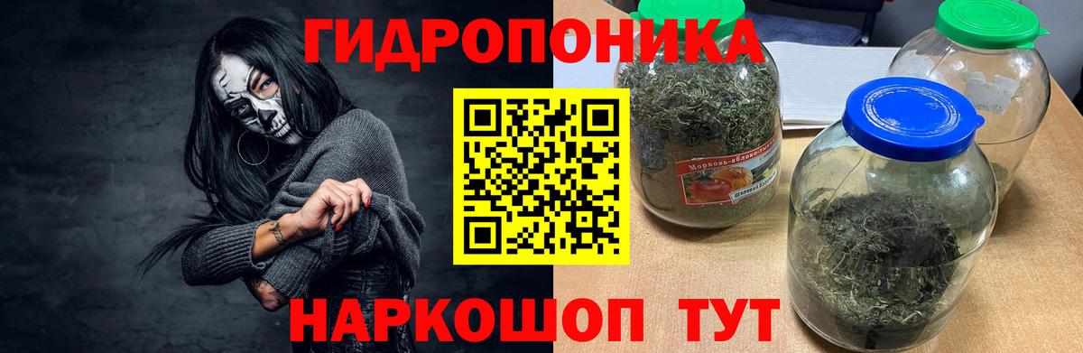 Каннабис OG Kush Хасавюрт